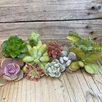 SH38484 Succulents mix, cuted