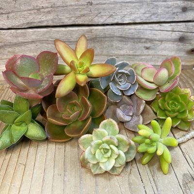 SH38485 Succulents mix, cuted