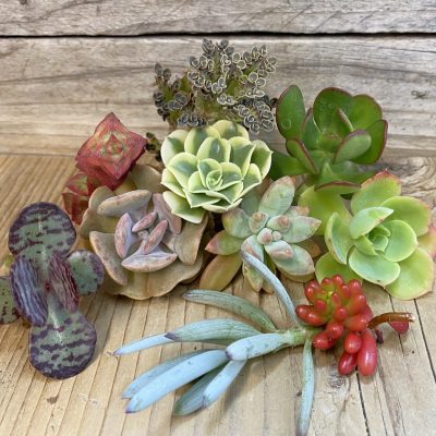SH38486 Succulents mix, cuted
