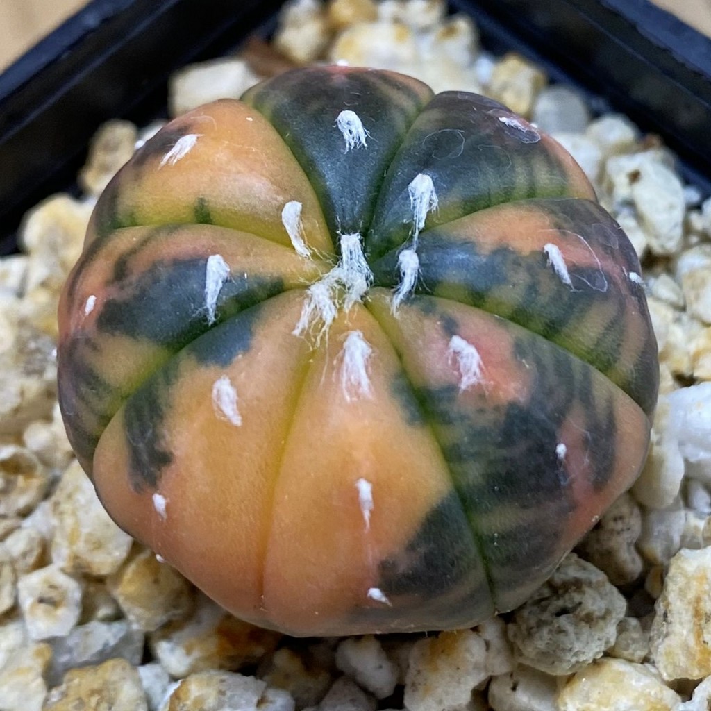 SH29922 Astrophytum asterias ‘Red Purple Skin’ f. variegata