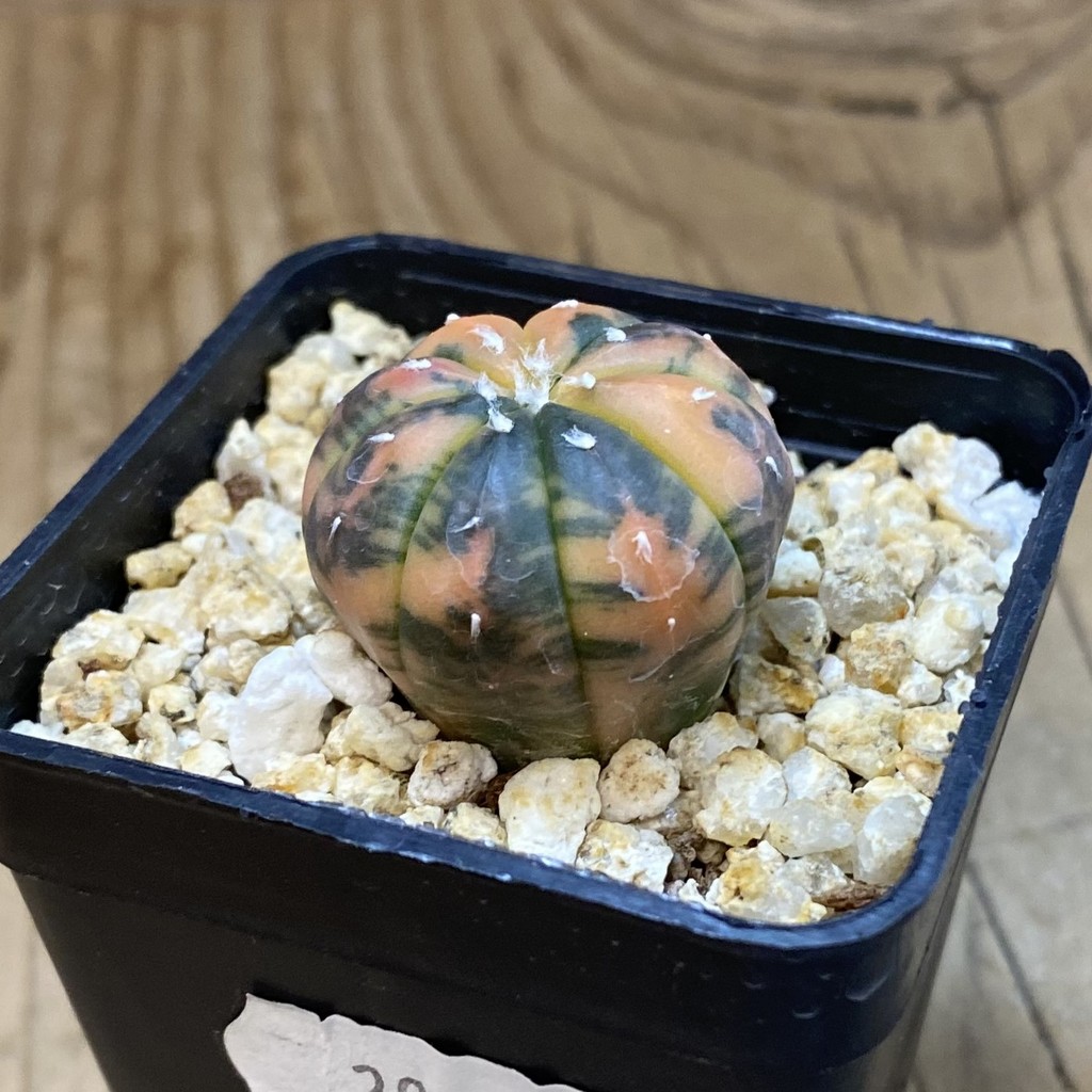 SH29922 Astrophytum asterias ‘Red Purple Skin’ f. variegata - Image 2
