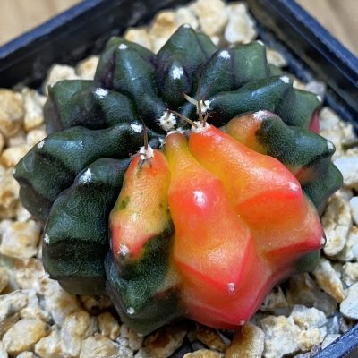 SH30664 Gymnocalycium mihanovichii ‘inermis’ f. variegata, seedling