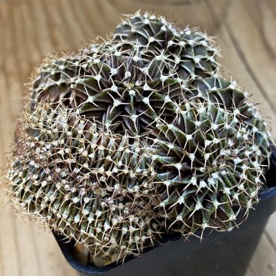 SH24359 Gymnocalycium friderichii LB f. cristata