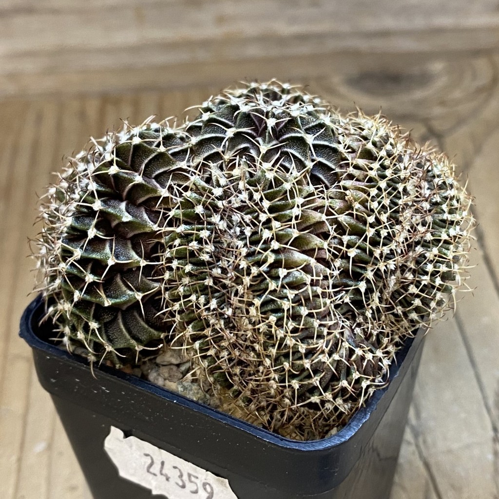 SH24359 Gymnocalycium friderichii LB f. cristata - Image 2