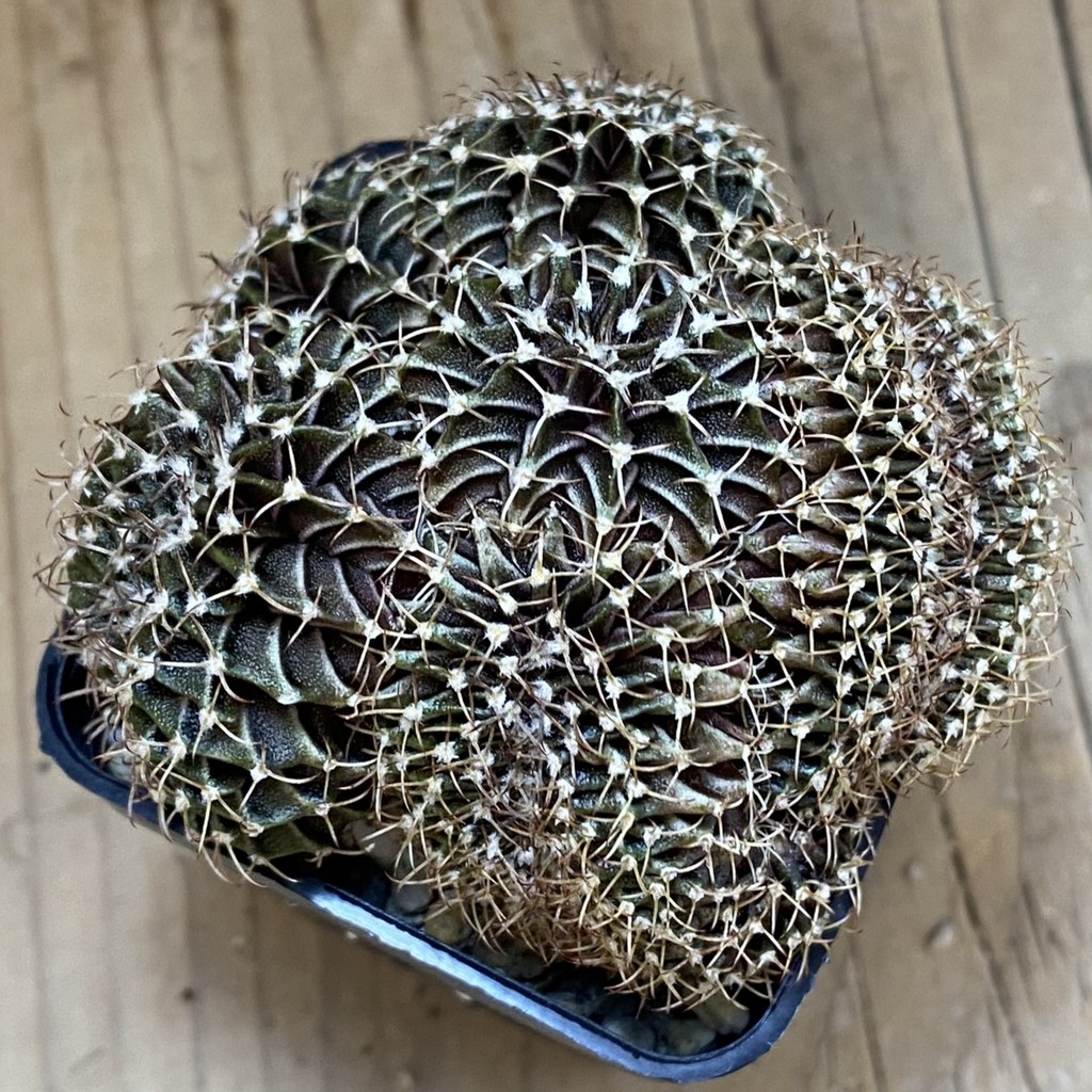 SH24359 Gymnocalycium friderichii LB f. cristata - Image 3