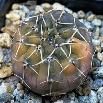 SH24365 Gymnocalycium ochoterenae f. variegata