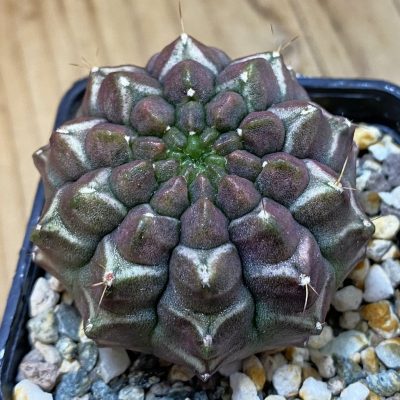SH24441 Gymnocalycium mihanovichii ‘Day Dream’