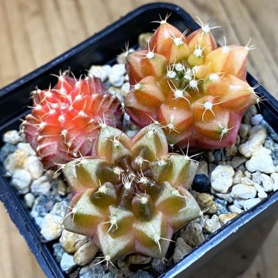 SH25714 Gymnocalycium mihanovichii ‘Neon’ hybrid, seedling mix