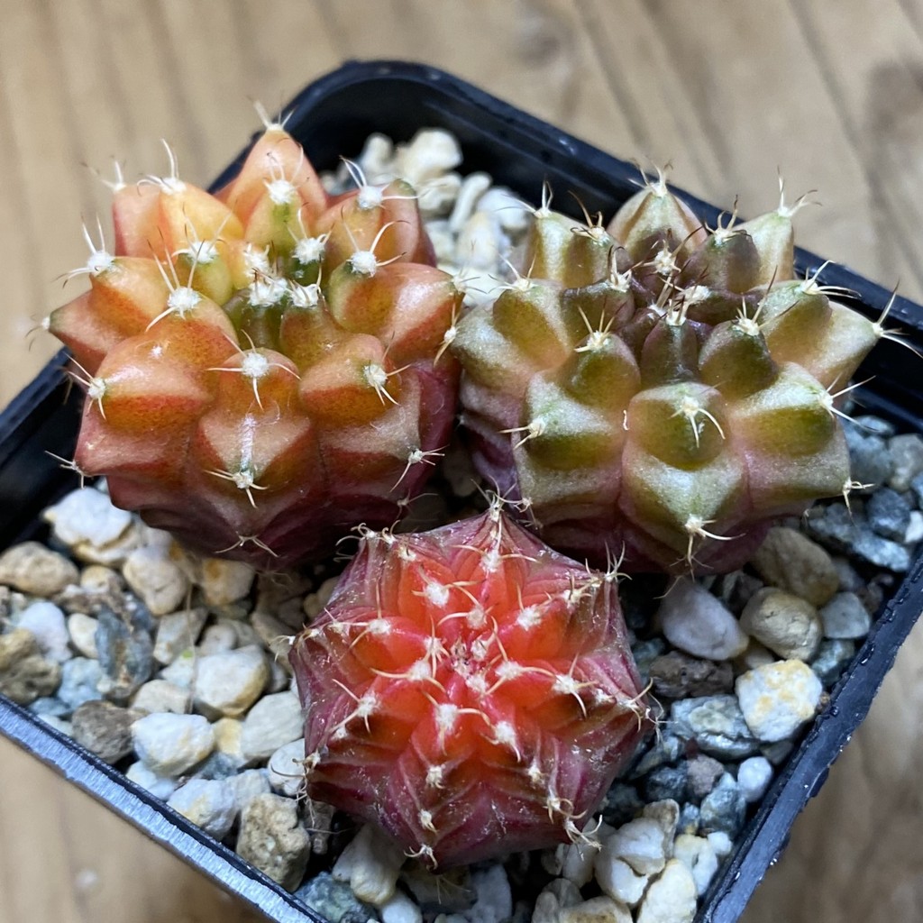SH25714 Gymnocalycium mihanovichii ‘Neon’ hybrid, seedling mix - Image 2