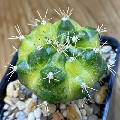 SH28191 Gymnocalycium mihanovichii ‘Green Marble’
