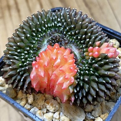 SH30158 Gymnocalycium mihanovichii ‘inermis’ f. variegata, seedling