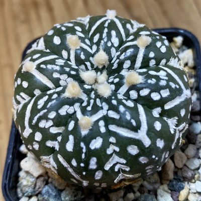 SH24412 Astrophytum asterias ‘Super Kabuto’ V-type f. nudum