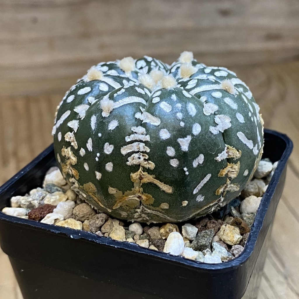 SH24412 Astrophytum asterias ‘Super Kabuto’ V-type f. nudum - Image 2