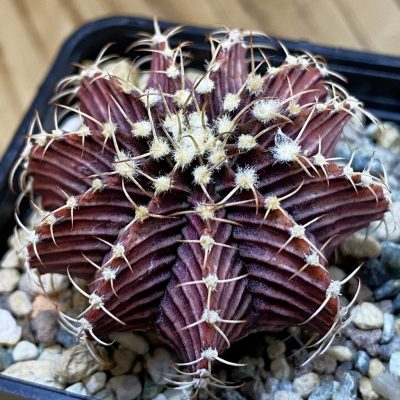 SH24116 Gymnocalycium friedrichii 9R001 hybrid