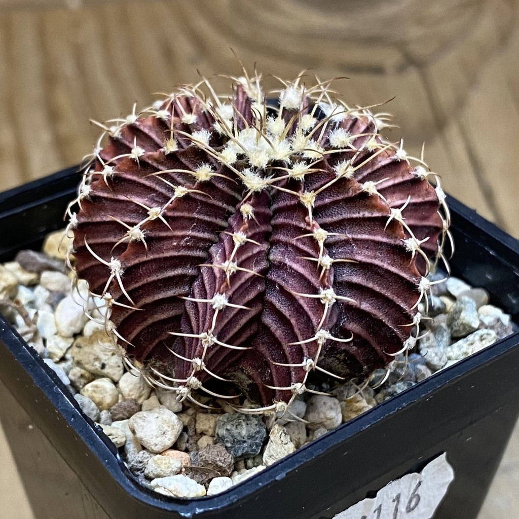 SH24116 Gymnocalycium friedrichii 9R001 hybrid - Зображення 2