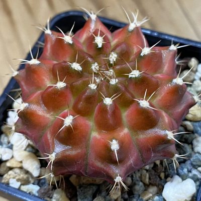 SH24353 Gymnocalycium mihanovichii ‘Neon’ hybrid