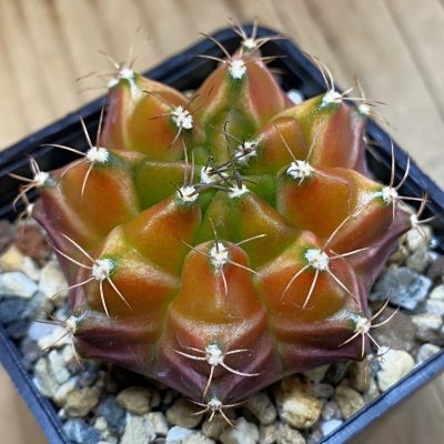 SH24354 Gymnocalycium mihanovichii ‘Neon’ hybrid