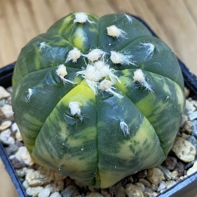 SH23953 Astrophytum asterias ‘Star Shape’ f. variegata