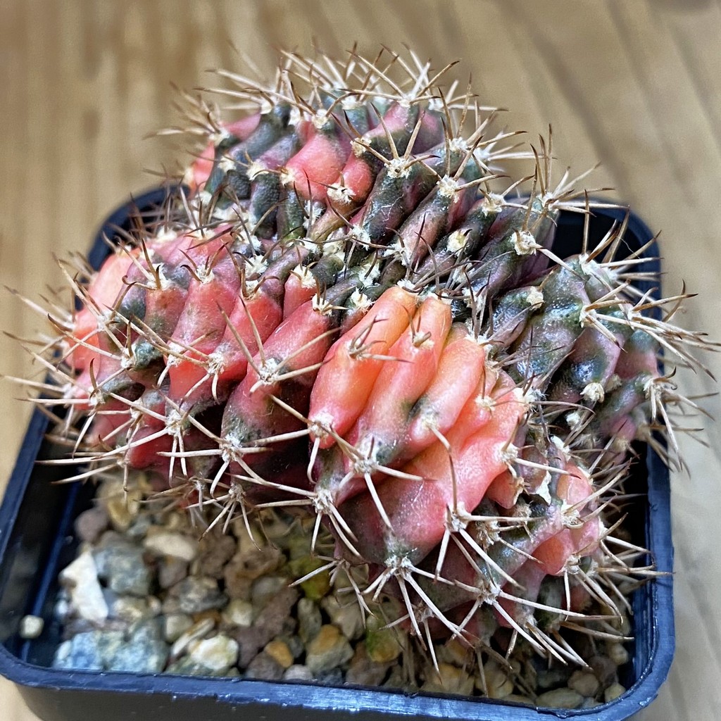 SH23621 Gymnocalycium mihanovichii variegata f. cristata - Image 2