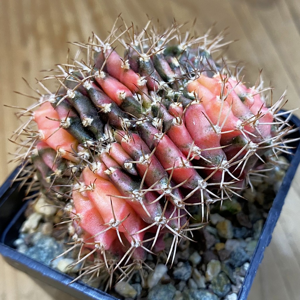 SH23621 Gymnocalycium mihanovichii variegata f. cristata