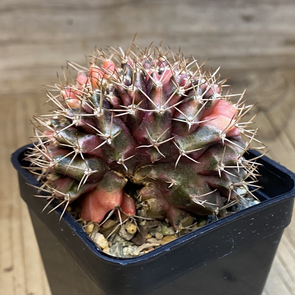 SH23621 Gymnocalycium mihanovichii variegata f. cristata - Image 3