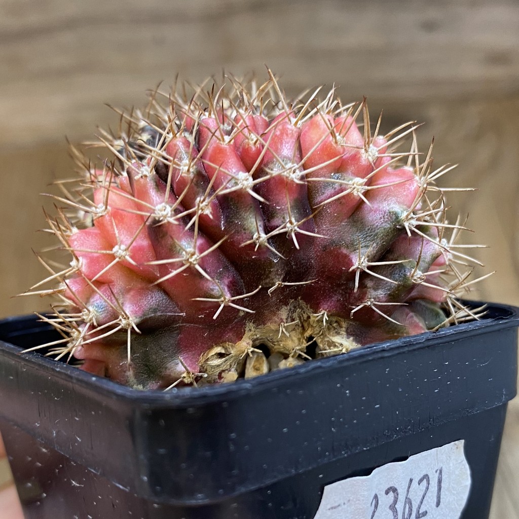 SH23621 Gymnocalycium mihanovichii variegata f. cristata - Image 4