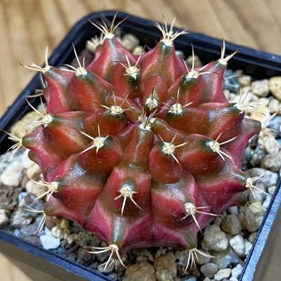 SH23964 Gymnocalycium mihanovichii ‘Neon’ hybrid