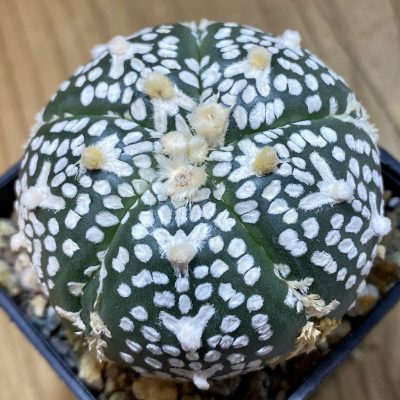 SH23779 Astrophytum asterias ‘Super Kabuto’ V-type f. nudum, 5-ribs
