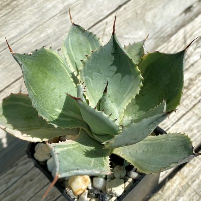 SH38518 Agave potatorum f. variegata