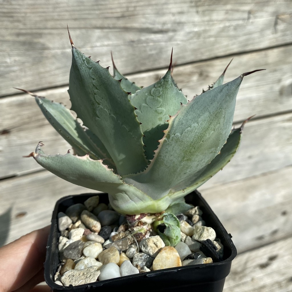 SH38518 Agave potatorum f. variegata - Image 2