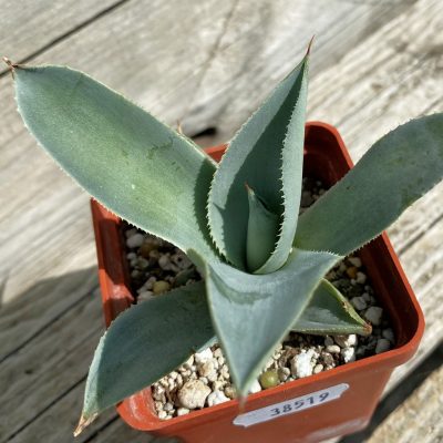 SH38519 Agave pygmaea 'Dragon Toes'