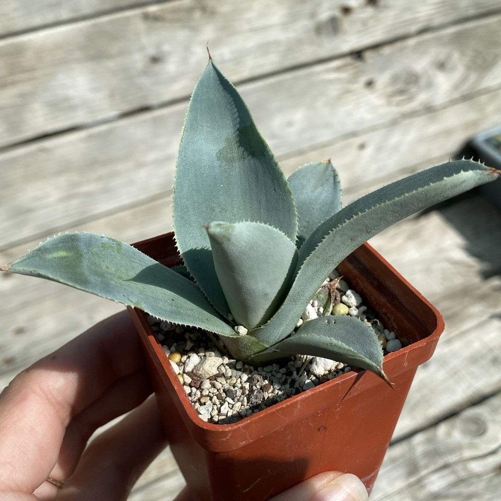 SH38519 Agave pygmaea 'Dragon Toes' - Image 2