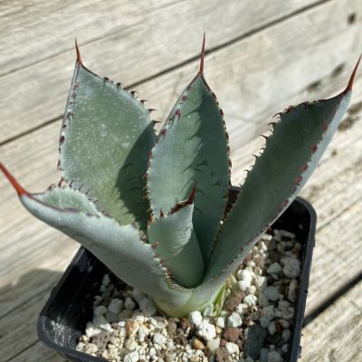 SH38520 Agave guadalajarana