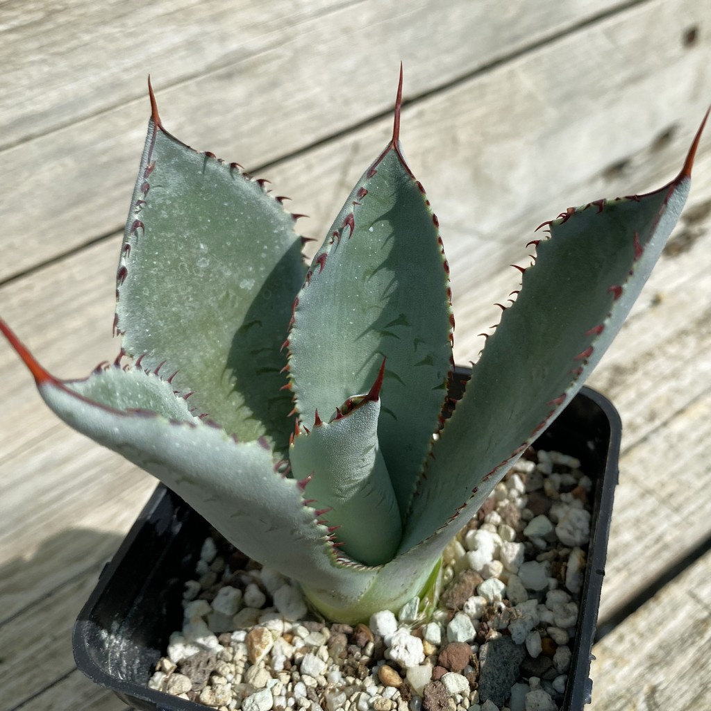 SH38520 Agave guadalajarana