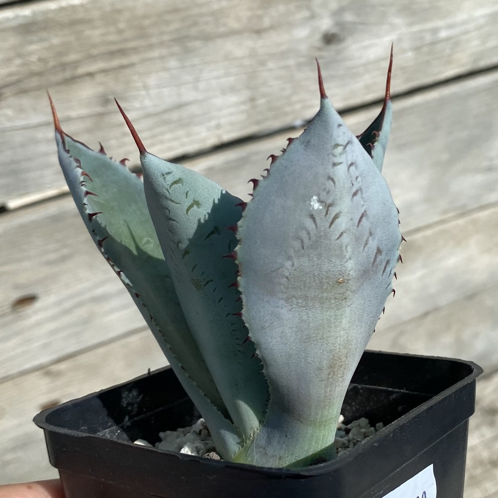 SH38520 Agave guadalajarana - Image 2