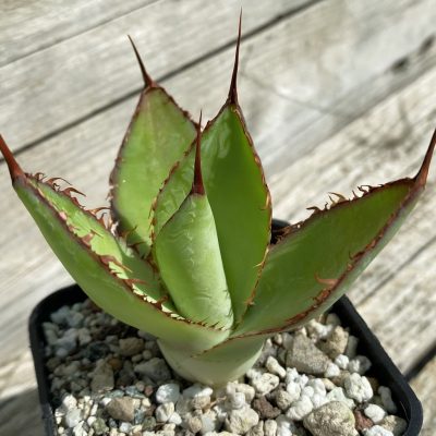 SH38521 Agave bovicornuta