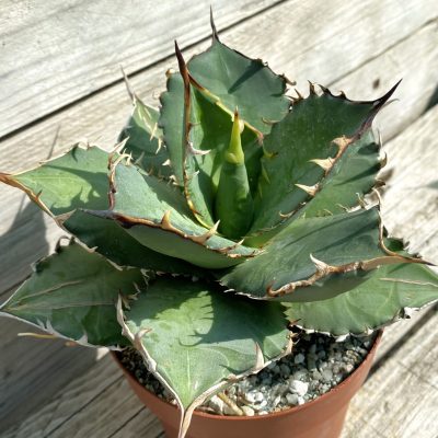 SH38490 Agave titanota -Japan-