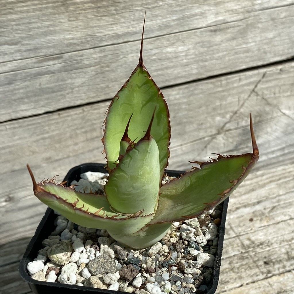 SH38521 Agave bovicornuta - Image 2