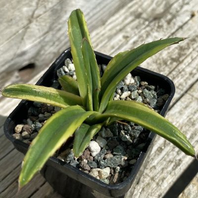 SH38522 Agave victoria-reginae f. variegata