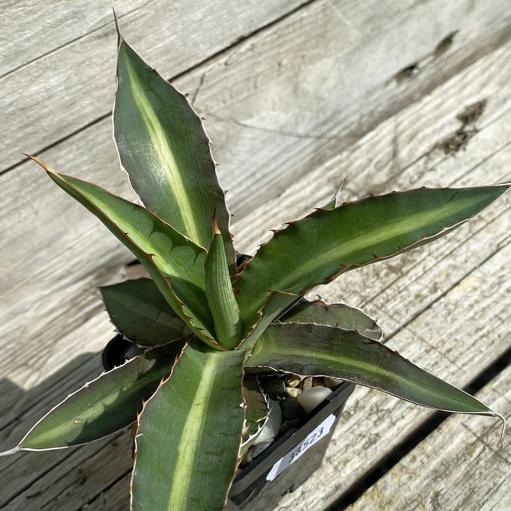 SH38523 Agave lophantha 'Double Green'