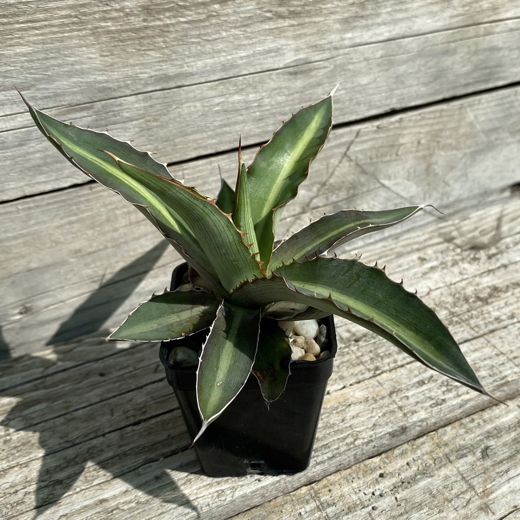 SH38523 Agave lophantha 'Double Green' - Image 2