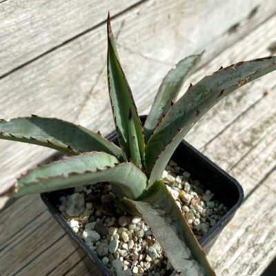 SH38524 Agave aff. palmeri hybrid