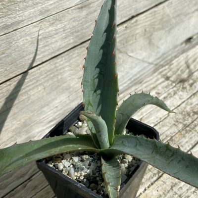 SH38525 Agave chrysantha