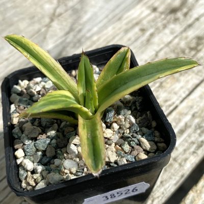 SH38526 Agave victoria-reginae f. variegata