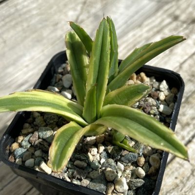 SH38527 Agave victoria-reginae f. variegata