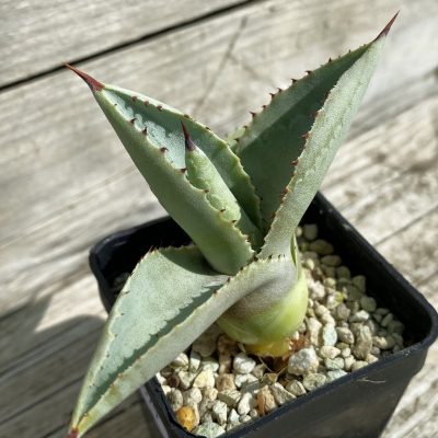 SH38529 Agave guadalajarana