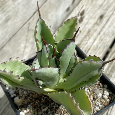 SH38530 Agave potatorum ‘Cubic’