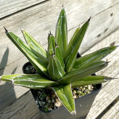 SH38491 Agave victoriae-reginae 'Kazo Bana'