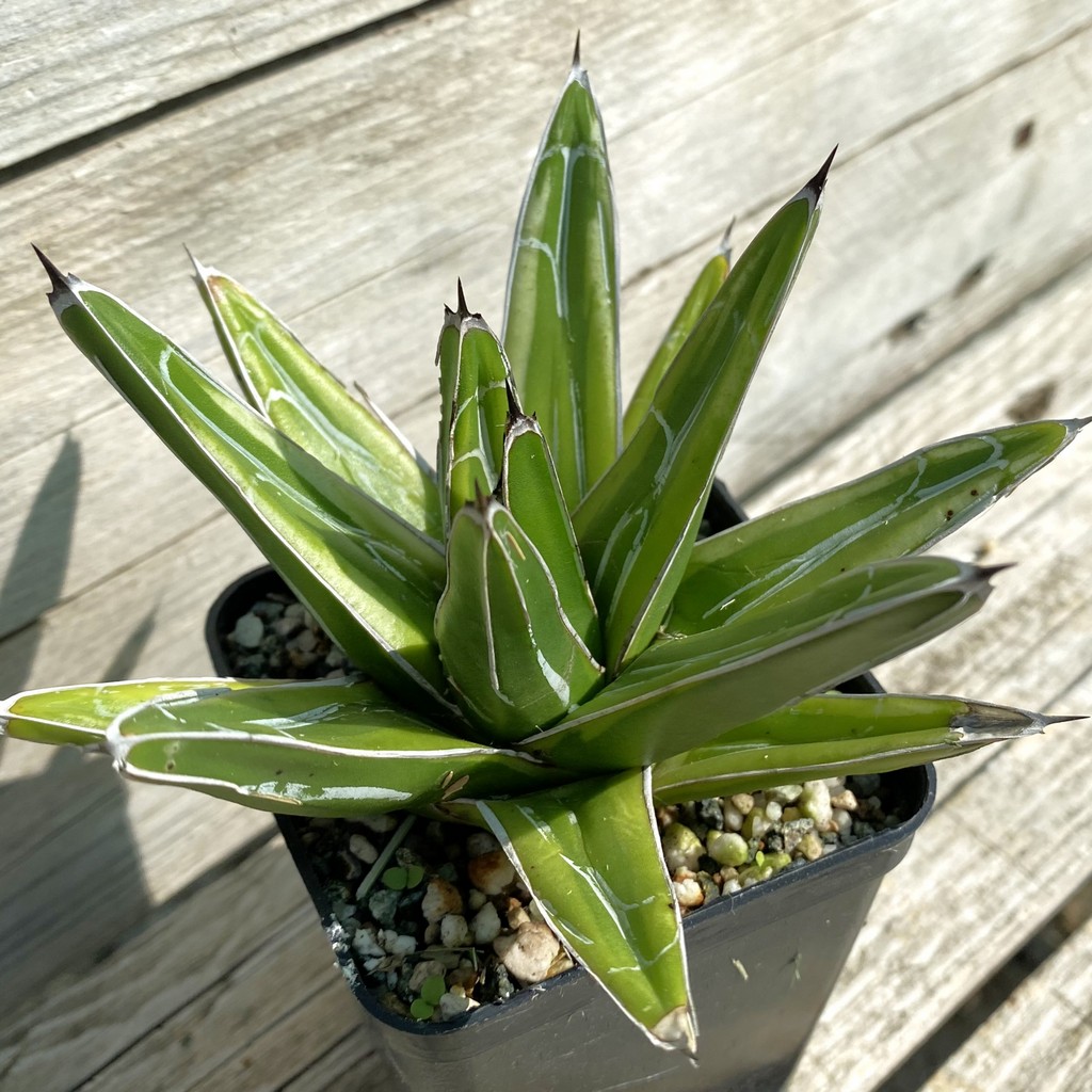 SH38491 Agave victoriae-reginae 'Kazo Bana'
