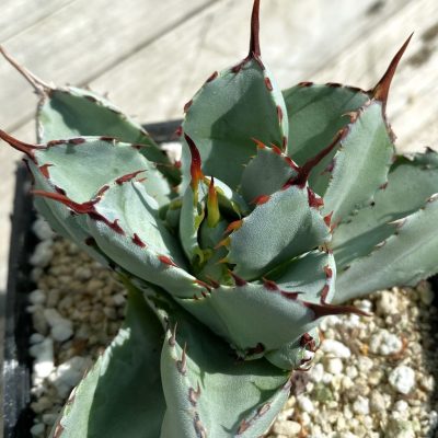SH38531 Agave potatorum ‘Cubic’